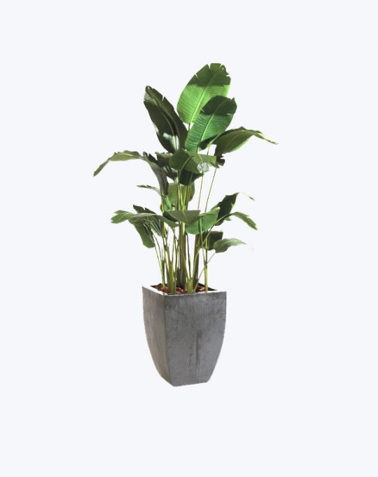 Cafe Plant – Jardines Morales Exterior | Plantas Ornamentales Puerto Rico